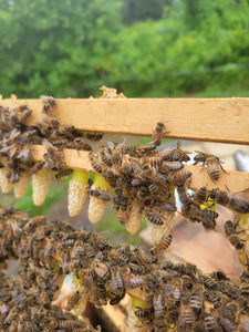 Mated Queens