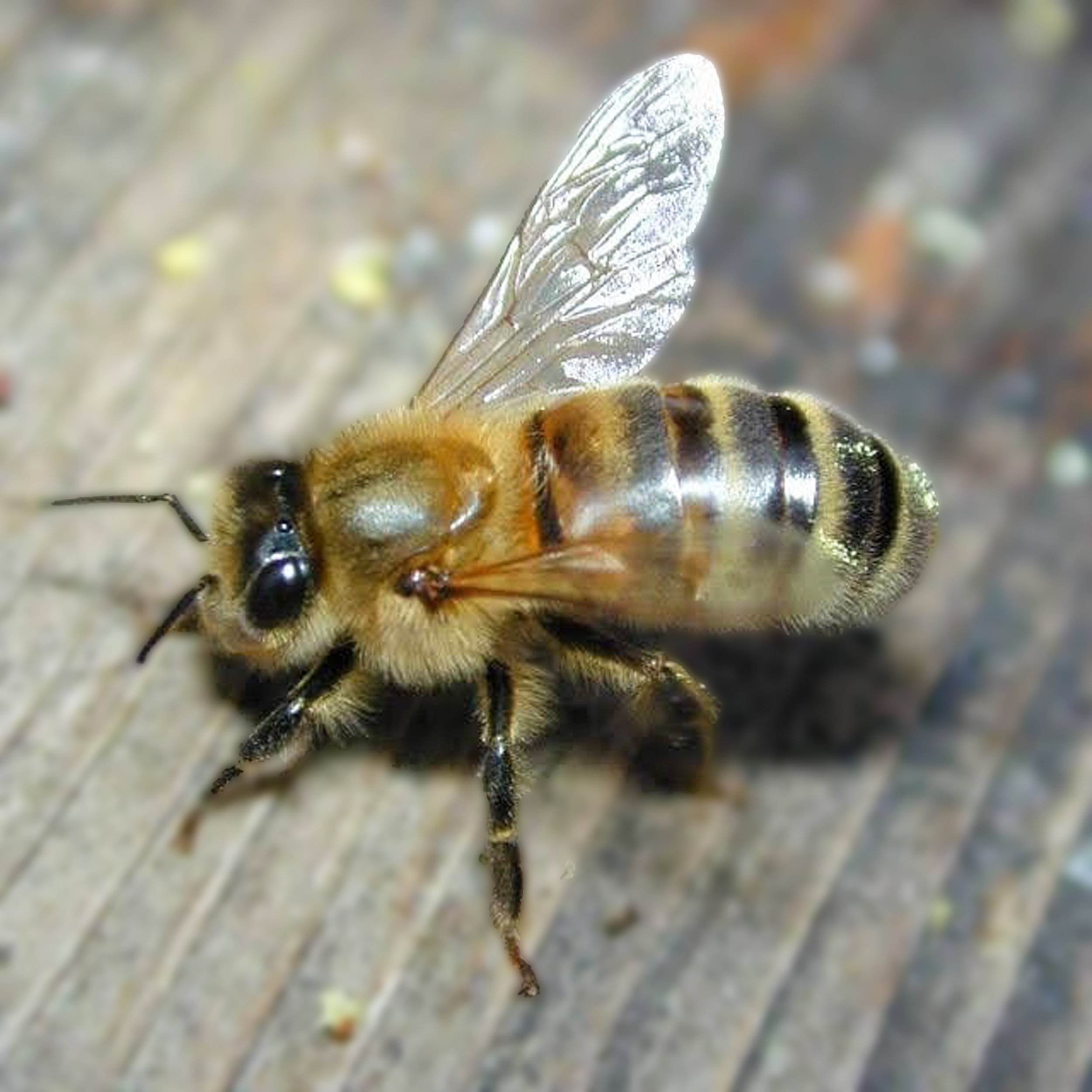 real bee on wood