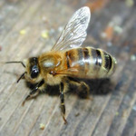 Load image into Gallery viewer, real bee on wood
