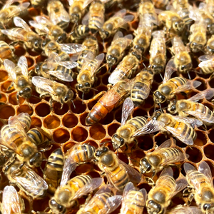 honey bees including queen on comb